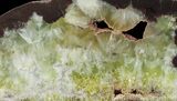 Wide Polished Prehnite Slab - Australia #65397-1
